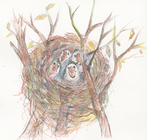 カラス赤ちゃん