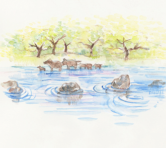 川を渡るいのしし