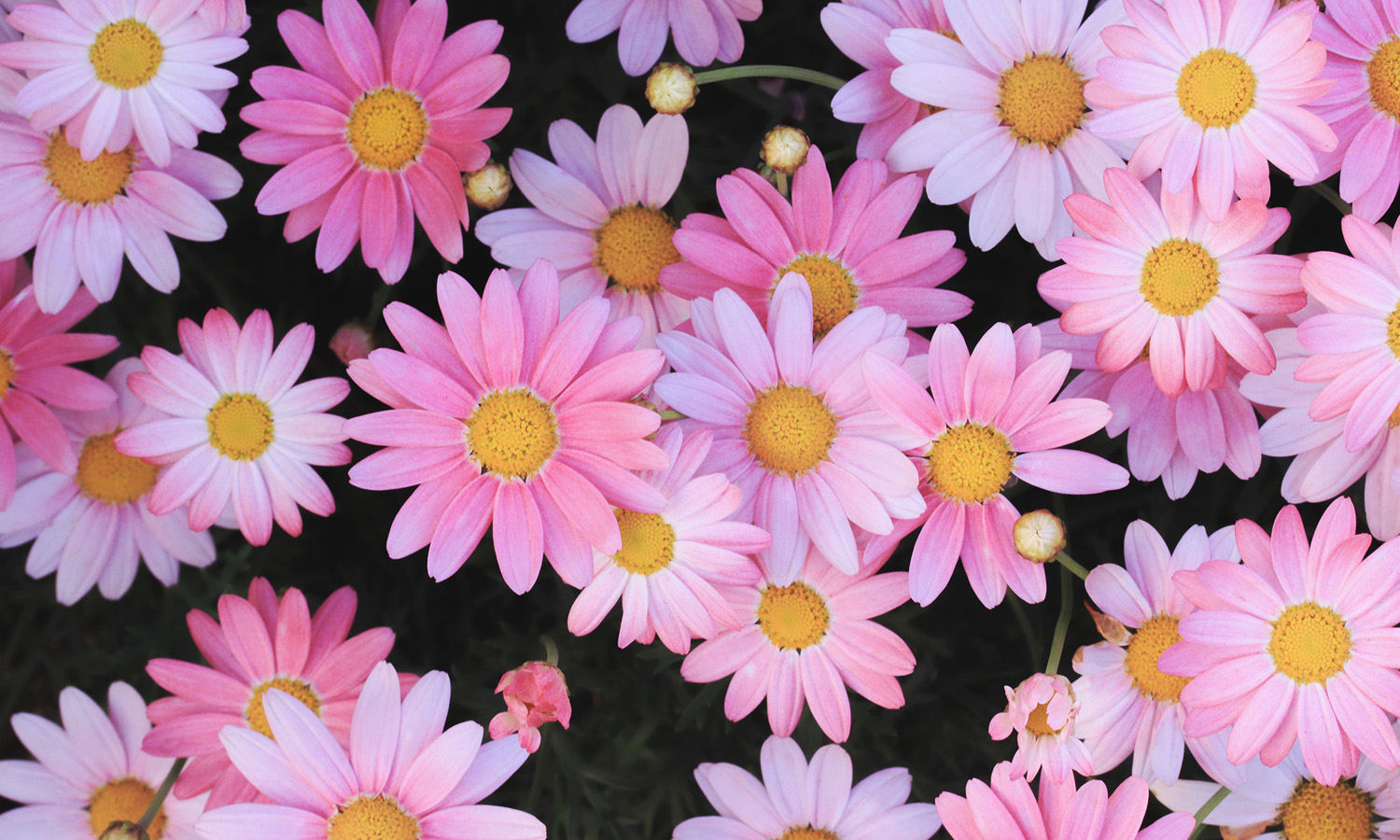 背景のブラックに、ピンクのガーベラの対比が美しかったので撮りました♪