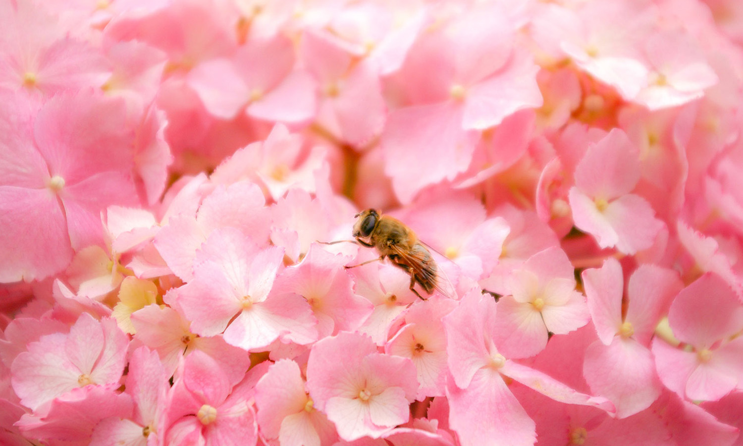 お店のピンクの紫陽花の花びらにミツバチが止まっていました。可愛くてパチリ。