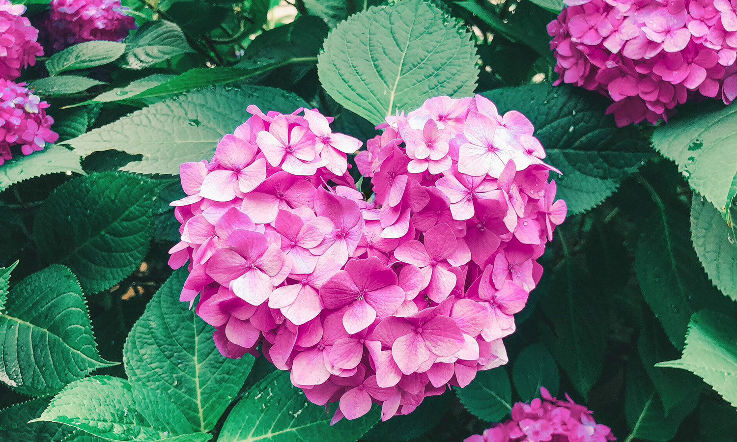 偶然紫陽花がハート型に…!!珍しくてパチリ。