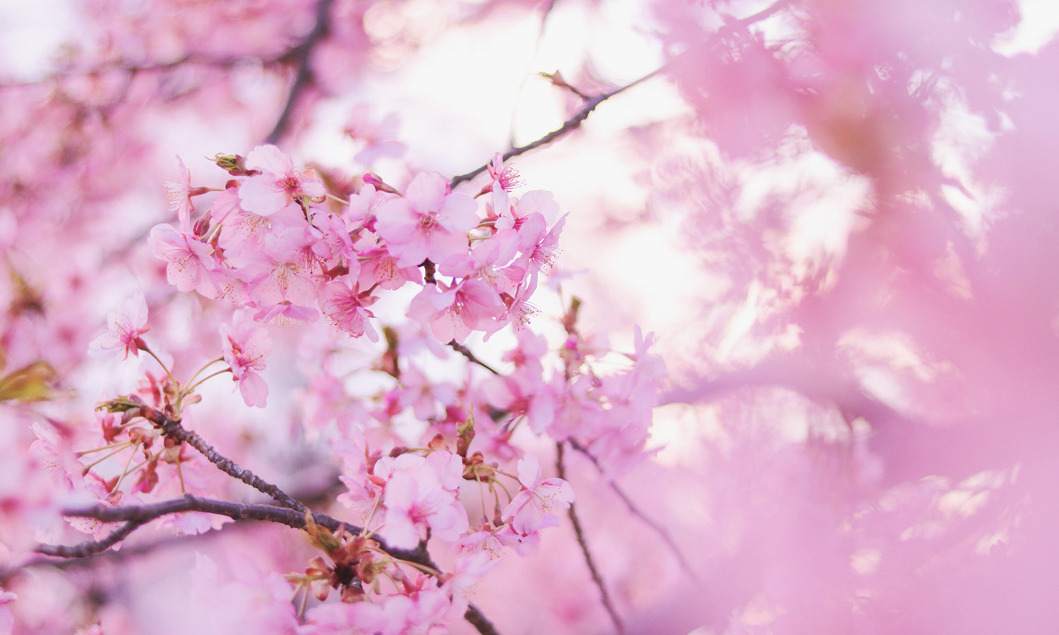 桜…、それは、日本人の心…。