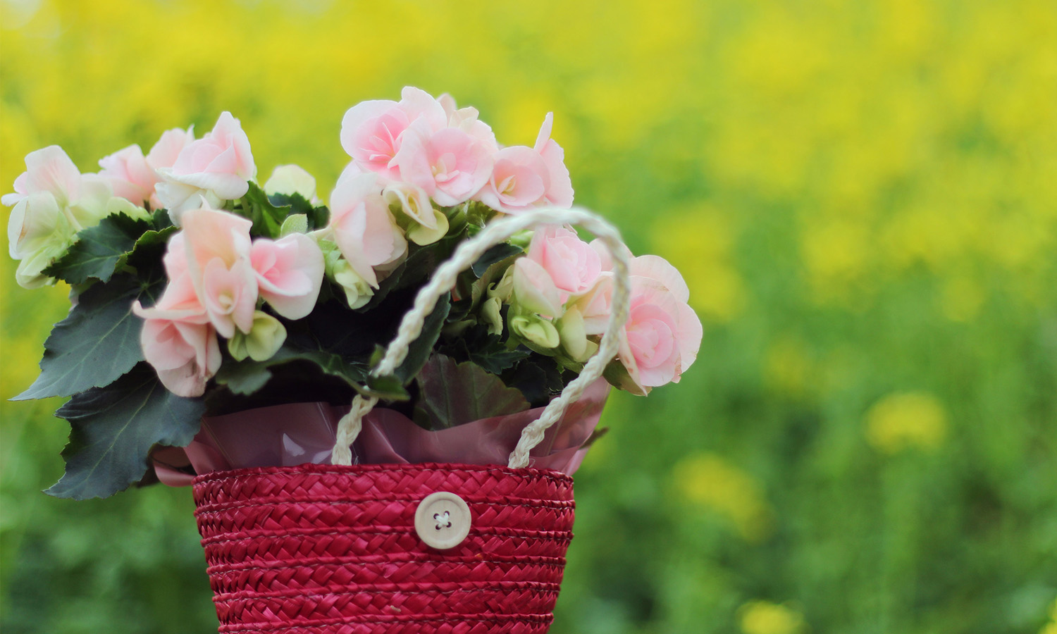 このような持ち手付きのバスケットに入れても可愛いです♪